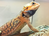 Exotic Animal Hospital of Orlando - Photo 5 - Car repair in Orlando, FL, Orlando