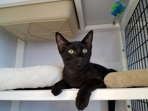 Pet Supply Store «Pet Supplies Plus», reviews and photos, 1258 Northlake Blvd, Lake Park, FL 33403, USA