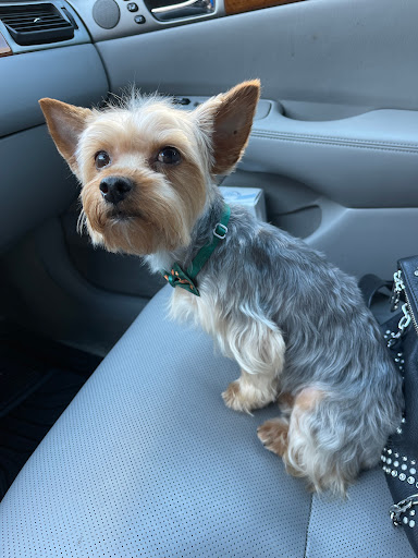Photo of Shampooch