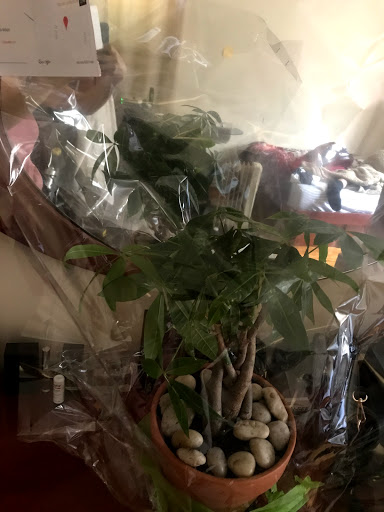 Florist «Ditmars Flower Shop», reviews and photos, 2911 Ditmars Blvd, Queens, NY 11105, USA