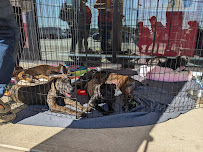 Pet Supplies Plus Bridgeville - Photo 4 - Car repair in Bridgeville, PA, Pittsburgh