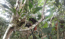 Ñucanchi Sacha Causay (Plantas Medicinales)