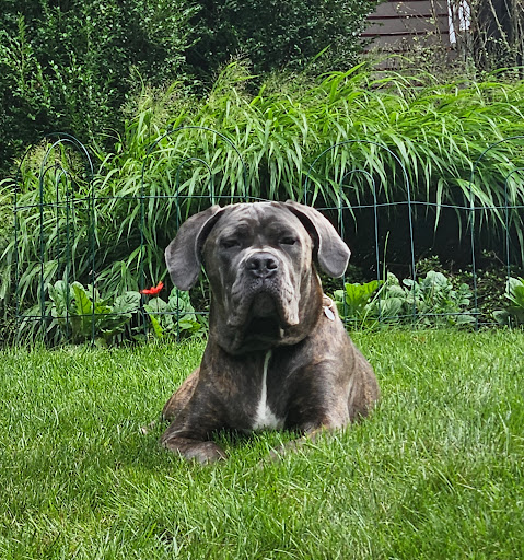 Animal Health Practice, Inc. image