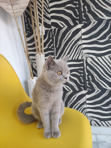 Clínica Veterinaria D'vet Málaga en Málaga