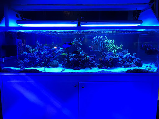 Tropical Fish Store «Advanced Marine Aquatics», reviews and photos, 1083 Willis Ave, Albertson, NY 11507, USA