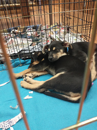 Pet Supply Store «Chew On This – A Bentley’s Pet Stuff Company», reviews and photos, 21 Ash St, Frankfort, IL 60423, USA