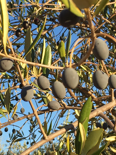 Gourmet Grocery Store «The Olive Press», reviews and photos, 24724 Arnold Dr, Sonoma, CA 95476, USA