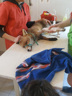 Goupil Connexion - Hôpital faune sauvage à Laroque