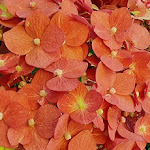 Photo n°14 de l'avis de Heike.� fait le 31/07/2023 à 16:04 sur le  Die Küferei à Reichenau