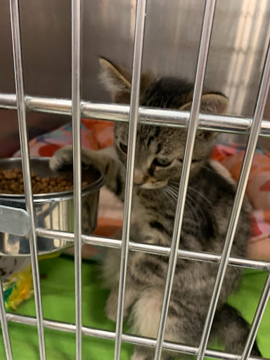 Pet Supply Store «PetSmart», reviews and photos, 45050 Northpointe Blvd, Utica, MI 48315, USA