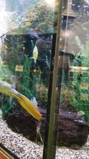 Tropical Fish Store «Aquarium Adventure», reviews and photos, 744 E Boughton Rd, Bolingbrook, IL 60440, USA