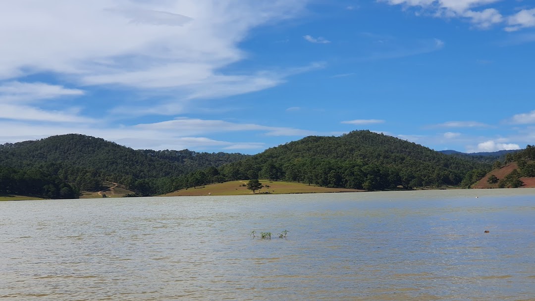 Bến đò cây thông