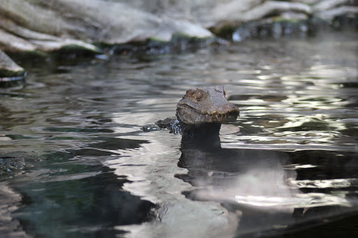 Zoo «Oregon Zoo», reviews and photos, 4001 Southwest Canyon Road, Portland, OR 97221, USA