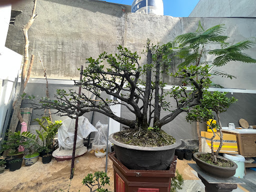 Nhà Hoa Mận - PlumBlossom Homestay