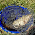 Photo n° 1 de l'avis de Christophe.r fait le 27/09/2019 à 15:43 pour Pacific Pêche à La Roche-sur-Yon