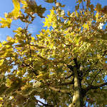 Photo n° 2 de l'avis de Dominique.e fait le 29/09/2021 à 17:04 pour Pépinières Chauviré à Montrevault-sur-Èvre