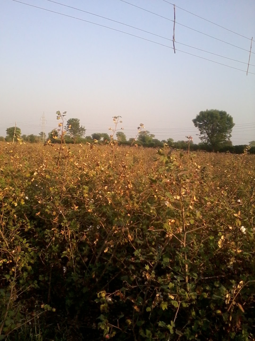 Pathrot Bus Stand