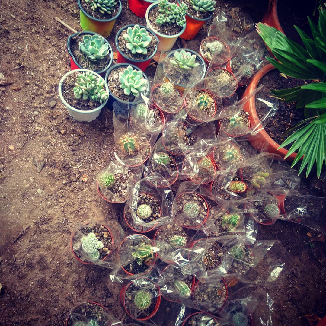 Vivero Palmas y Palmas