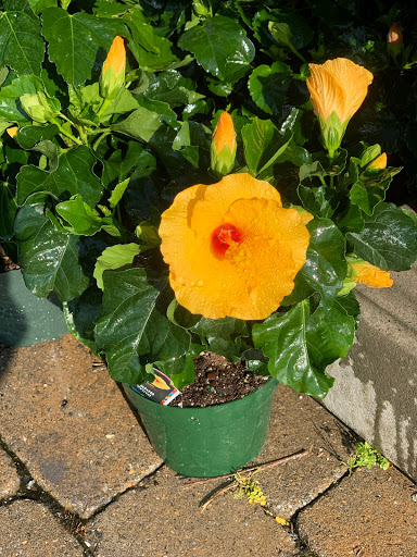 Florist «Country Cottage», reviews and photos, 795 Rappahannock Dr, White Stone, VA 22578, USA