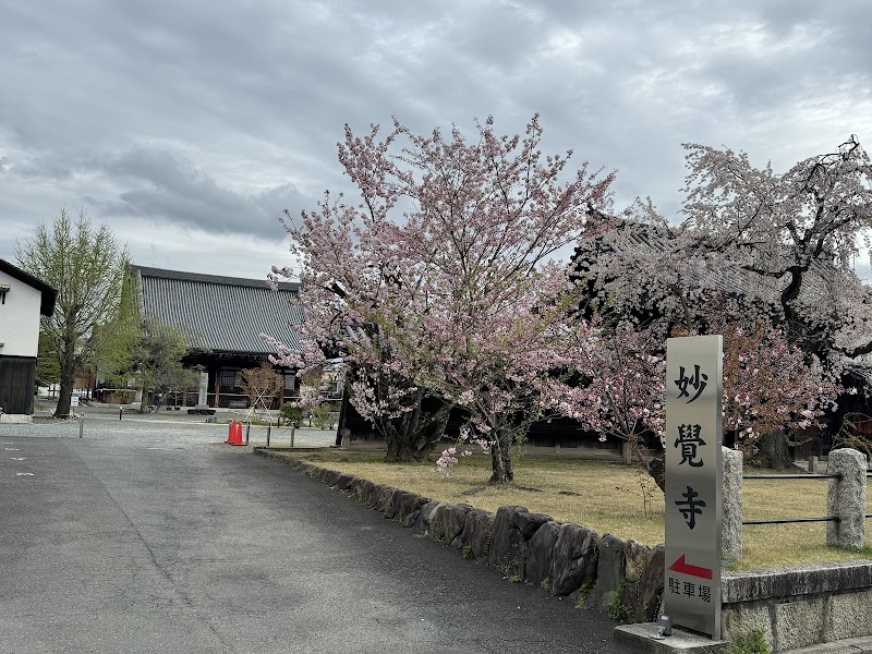 妙覺寺のしだれ桜