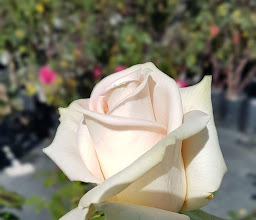Ludwig's Roses Pretoria East photo
