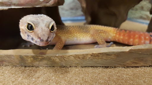 Pet Supply Store «Petco Animal Supplies», reviews and photos, 280 Kensington Blvd, Slidell, LA 70458, USA