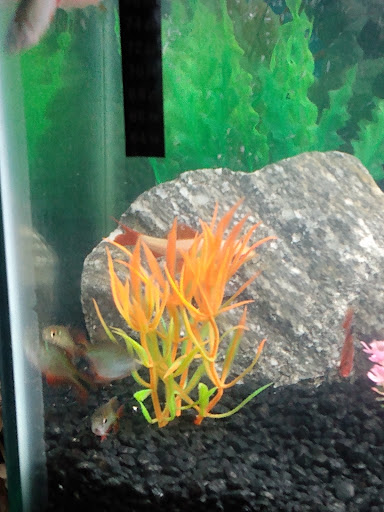 Pet Supply Store «Petco Animal Supplies», reviews and photos, 41 Narrows Shopping Center, Edwardsville, PA 18704, USA