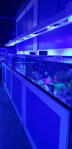 Tropical Fish Store «Quantum Reefs», reviews and photos, 7025 Brookfield Plaza, Springfield, VA 22150, USA