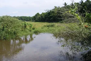 Gallegedara Paddy Field image