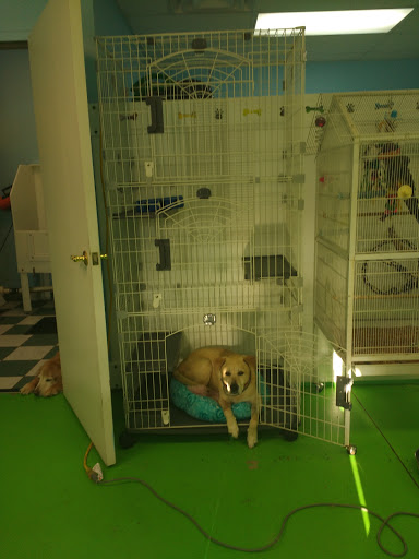 Pet Groomer «Delaware Pet Stuff», reviews and photos, 435 Dunlap St, Delaware, OH 43015, USA