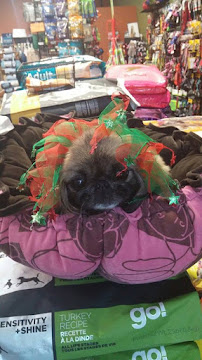 Pacific NW Pets Sherwood - Photo 3 - Car repair in Sherwood, OR, Hillsboro