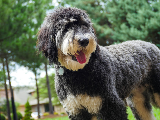 Pet Adoption Service «Pet Things», reviews and photos, 6880 Douglas Blvd E, Douglasville, GA 30135, USA