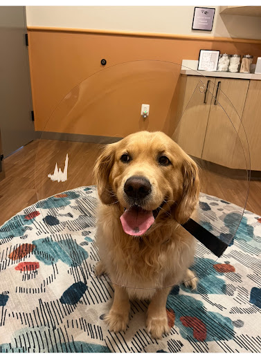 Urgent Animal Care of Arlington image