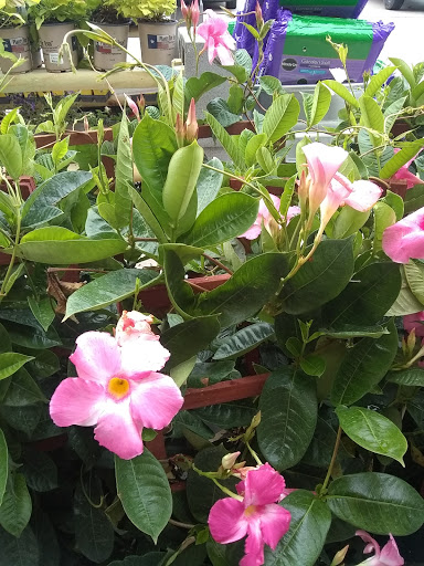 Hardware Store «Westlake Ace Hardware 109», reviews and photos, 550 US-175 Frontage Rd #108, Seagoville, TX 75159, USA