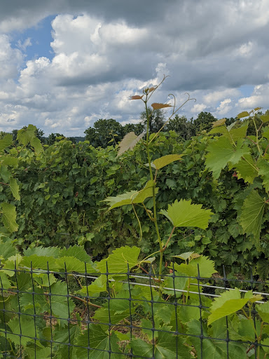 Vineyard «Boordy Vineyards», reviews and photos, 12820 Long Green Pike, Hydes, MD 21082, USA