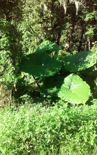 Golf Club «Silver Dollar Golf & Trap Club», reviews and photos, 12711 Silver Dollar Dr, Odessa, FL 33556, USA