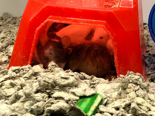 Pet Supply Store «Petco Animal Supplies», reviews and photos, 200 Center Blvd S, Christiana, DE 19702, USA