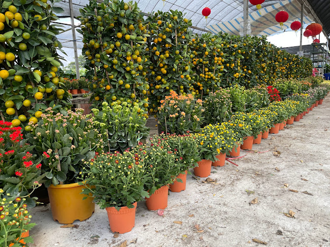 Opinii despre Shi Sheng Plant în Singapore - Garden center