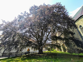 Památný strom u kostela sv. Jakuba