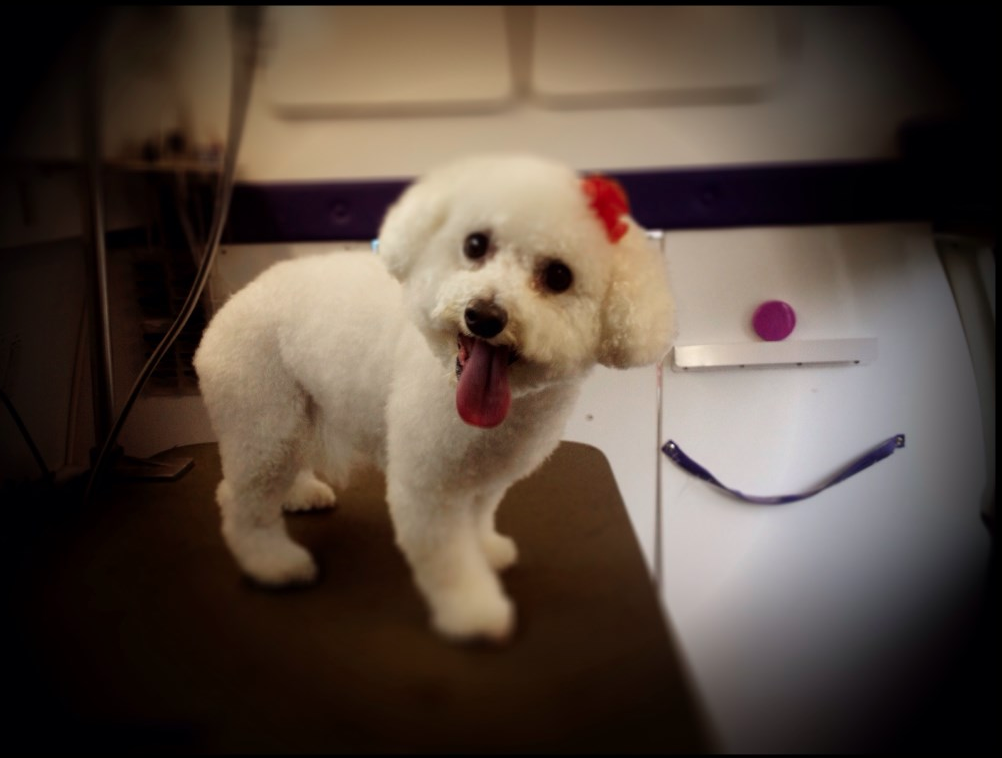 Wags To Riches Pet Grooming
