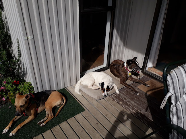 Comments and reviews of Browns Bay Dog Daycare