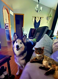 Indian Hills Animal Clinic