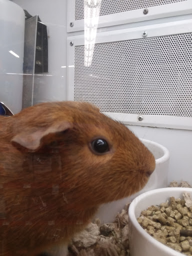 Pet Supply Store «Petco Animal Supplies», reviews and photos, 2520 E 3rd St, Bloomington, IN 47401, USA