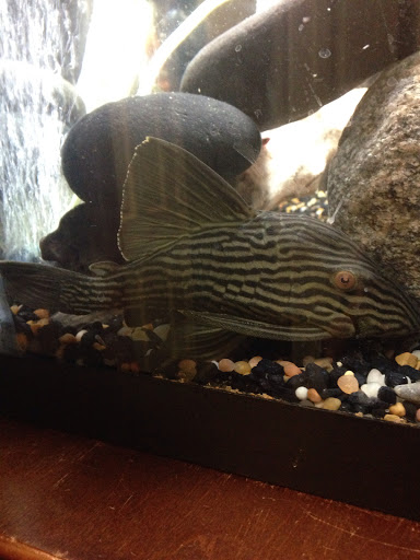 Pet Store «WorldWide Fish & Pets», reviews and photos, 61 Amity Rd, New Haven, CT 06515, USA