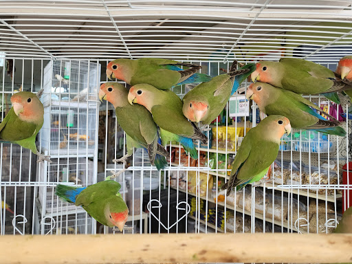 Pet Store «Louis Birds Pets & Supplies», reviews and photos, 80 Keyes St, San Jose, CA 95122, USA