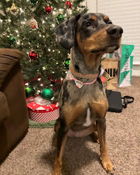 Angels Dogs & Cats - Photo 7 - Car repair in South Jordan, UT, West Valley City