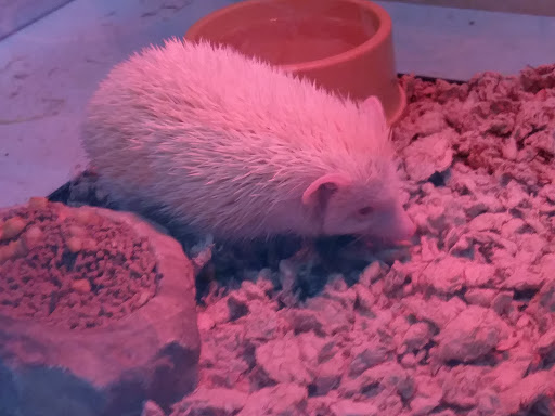 Pet Store «Last Place on Earth Pet Store», reviews and photos, 1461 E Franklin Blvd, Gastonia, NC 28054, USA