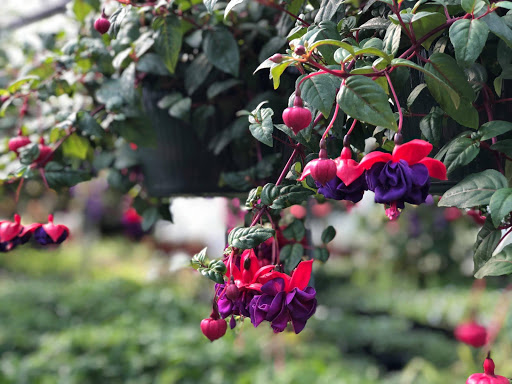 Florist «Yard Works», reviews and photos, 1309 Warwick Ave, Warwick, RI 02888, USA