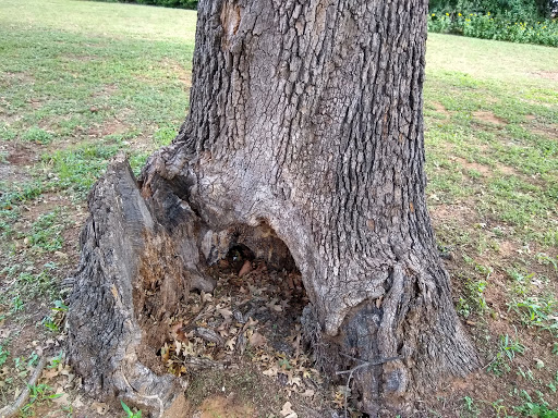 Park «Randol Mill Park», reviews and photos, 1901 W Randol Mill Rd, Arlington, TX 76012, USA