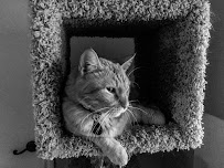 San Antonio Dog Walking Services - Photo 7 - Car repair in San Antonio, TX, San Antonio